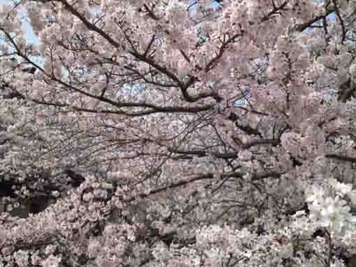 full blooming cherry blossoms