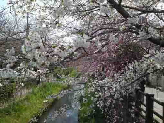 cherry trees lines along Mamagawa river
