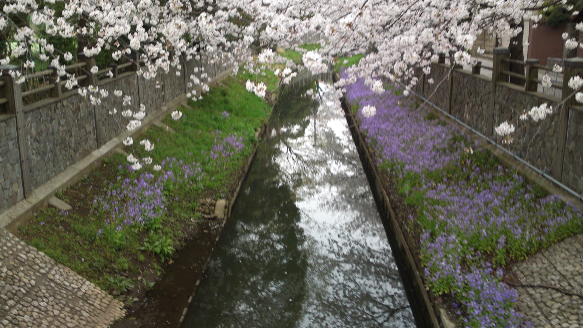フリー写真素材集 真間川の桜並木と流域の桜の名所１