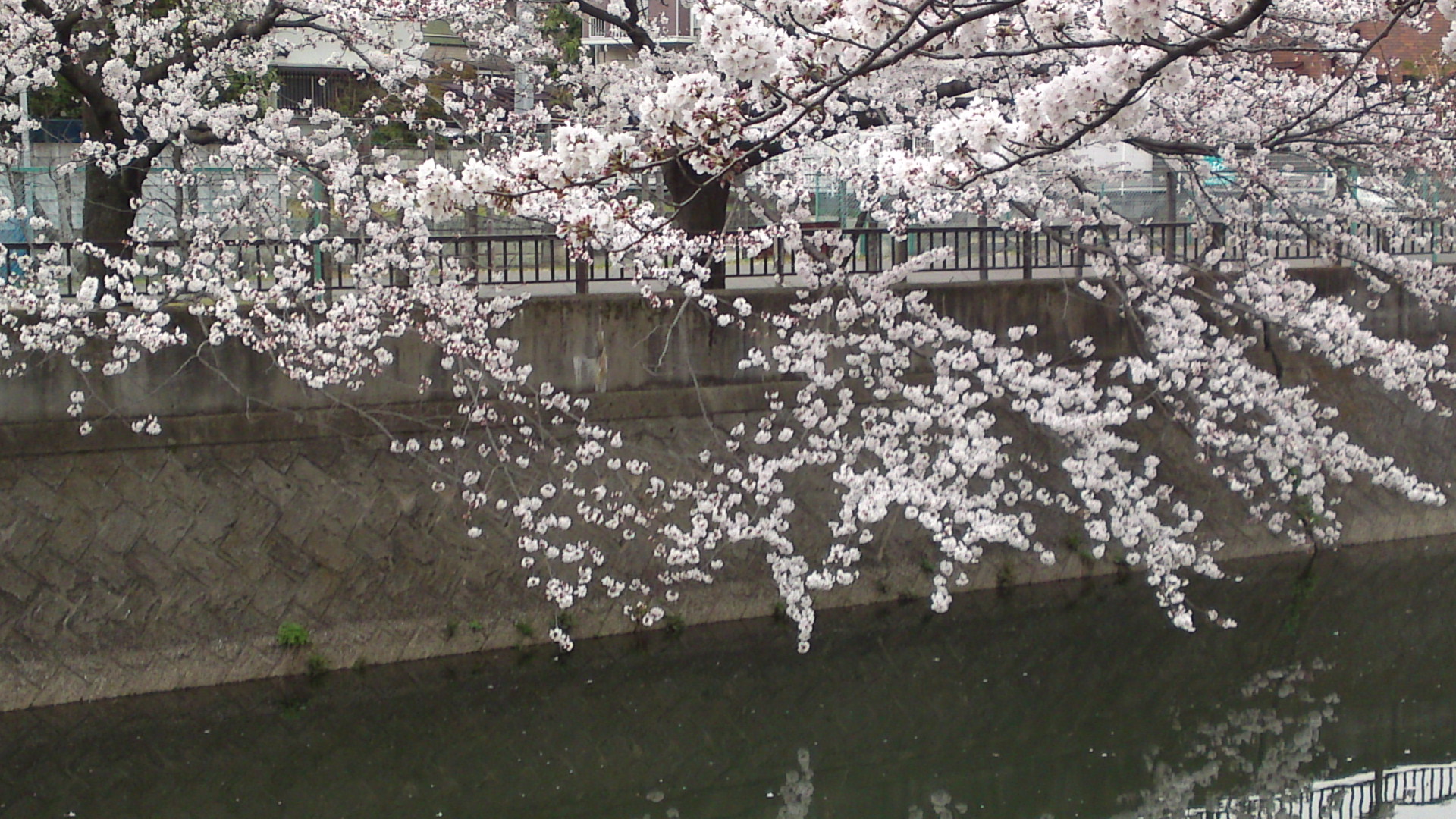 フリー写真素材集 真間川の桜並木と流域の桜の名所１