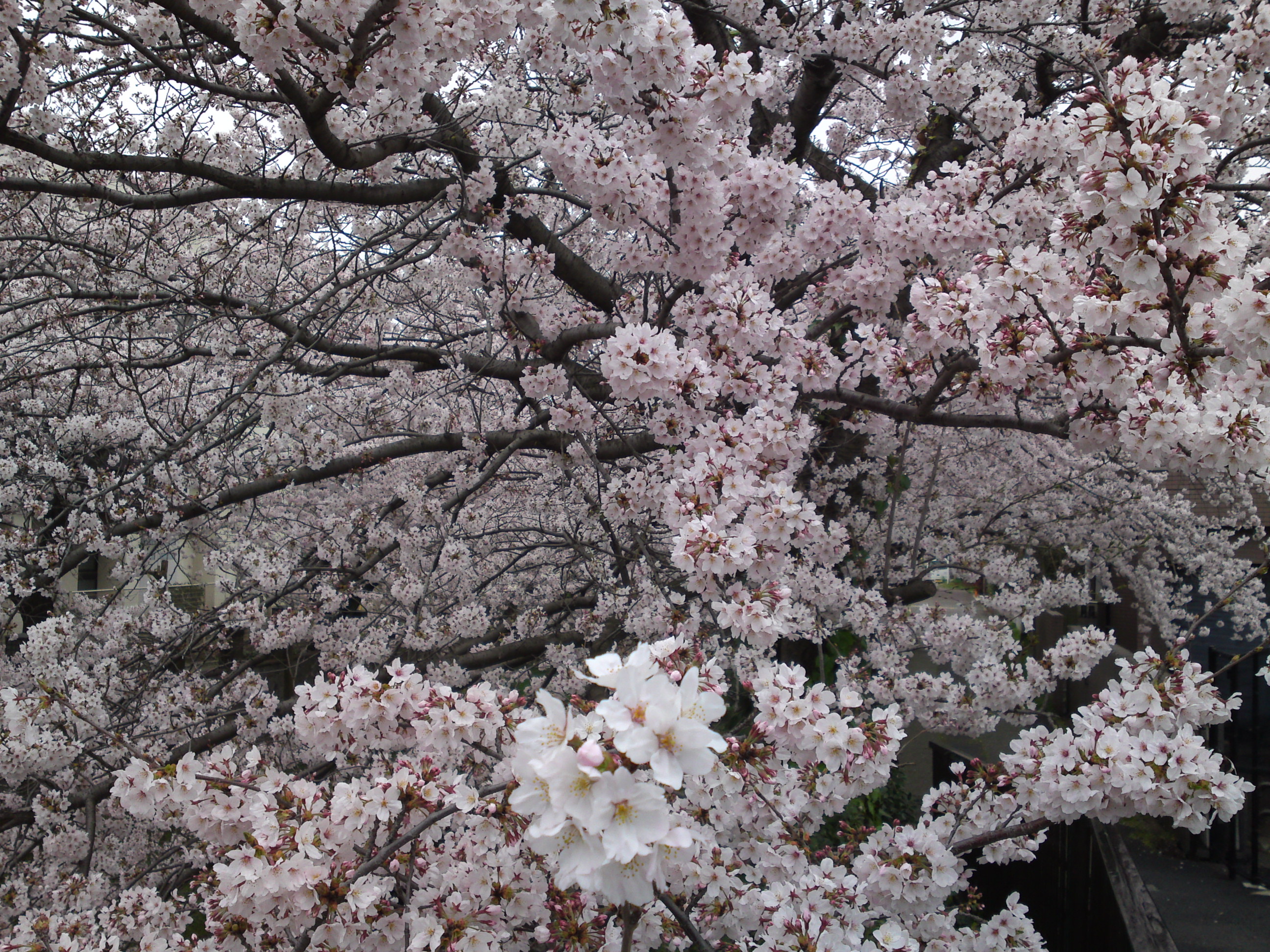 フリー写真素材集 真間川の桜並木と流域の桜の名所２