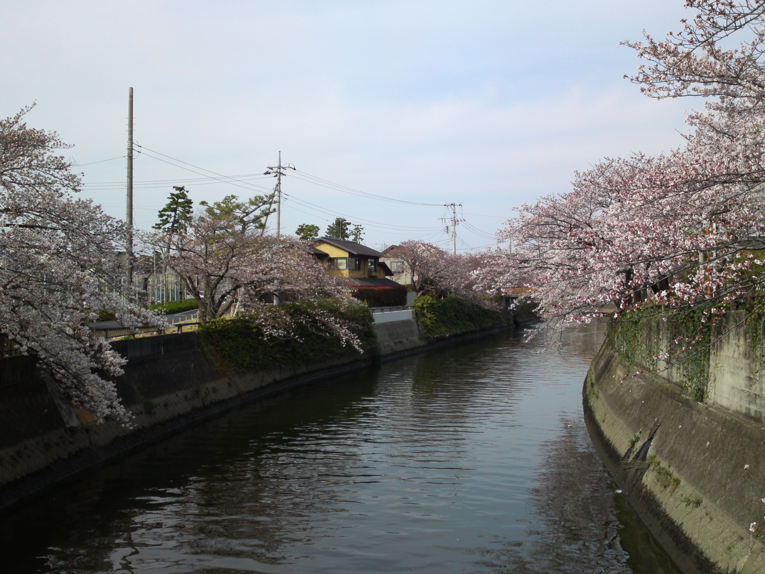 フリー写真素材集 真間川の桜並木と流域の桜の名所３