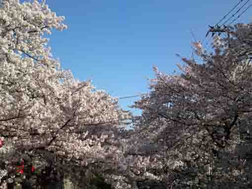 sakura blossoms like clouds on Mamagawa