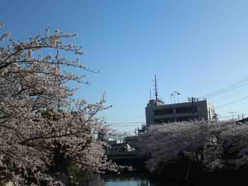 sakura trees like water falls