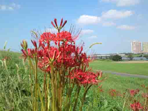 red spider lilies in Edogawa River