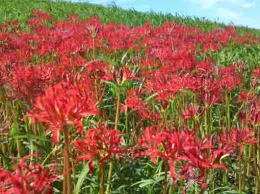 red spider lilies on the bank of Edogawa River