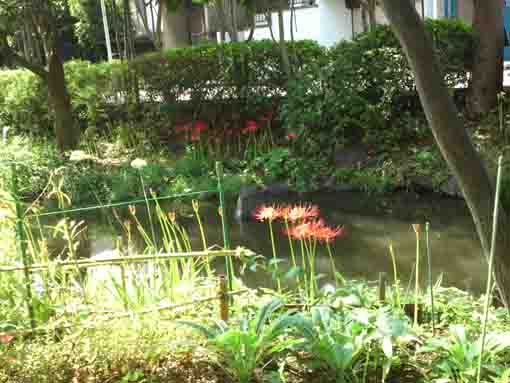 red spider lilies blooming near the water