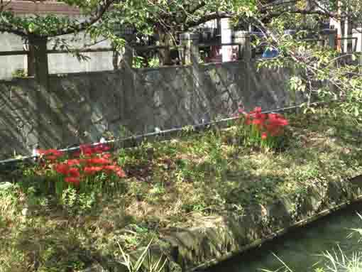 red spider lilies on the bank of Mamagawa