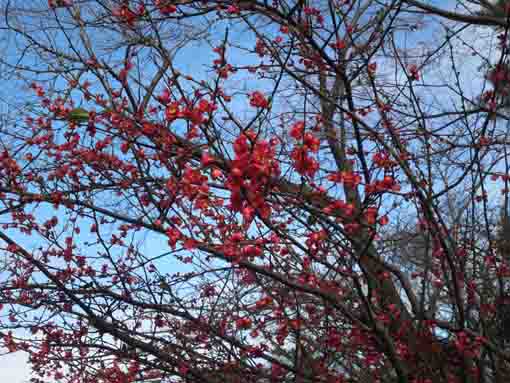 red blossoms on a big Japanese quince 