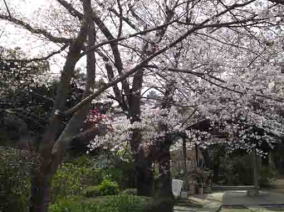 a path in the cherry trees in Myogyoji