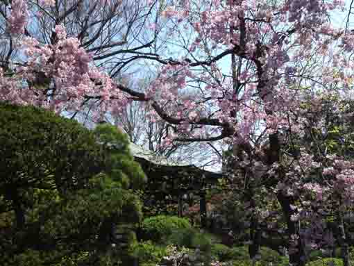 the weeping cherry blossoms in Myoshoji