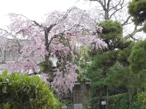 the weeping cherry tree in the back yard