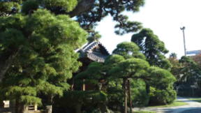 the pine trees at Myogyoji