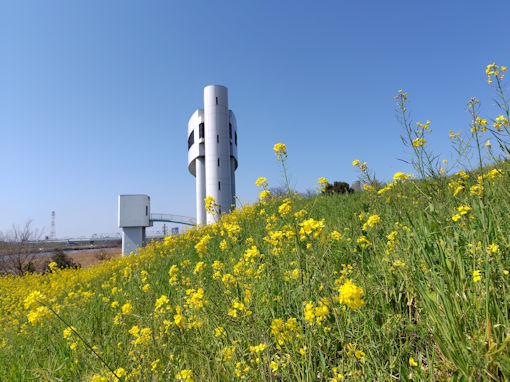 �ߘa�W�N�]�ː�y���ɍ炭�؂̉ԂP