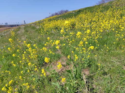 �ߘa�W�N�]�ː�y���ɍ炭�؂̉ԂQ