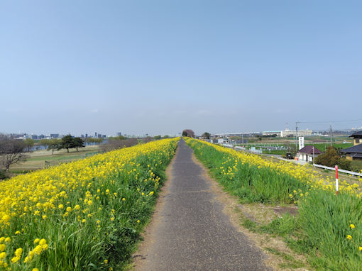 �ߘa�W�N��؂̓n���t�߂̃\���C���V�m�P