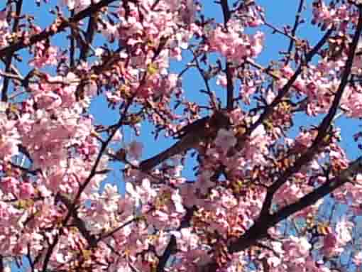 Kawazu Zakura in Gyotoku