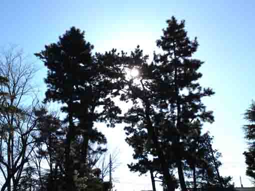 the pine trees in Ninoe Jinja