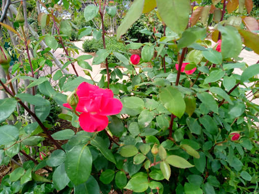 令和６年奥戸ローズガーデン開花し始めたバラの花