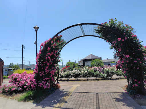 令和8年初夏奥戸ローズガーデンに咲くバラの花1