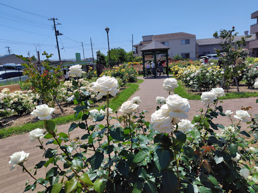 令和8年初夏奥戸ローズガーデンに咲くバラの花7