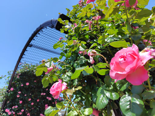 令和8年初夏奥戸ローズガーデンに咲くバラの花3