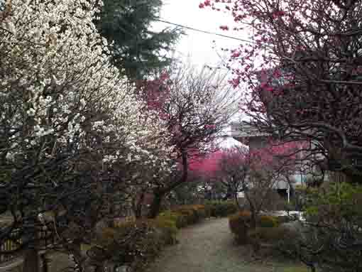 full blooming plum blossoms in Okunoin