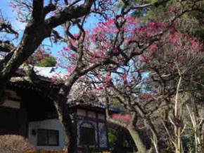 ume blossoms at Nakayama Okunoin