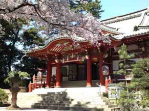 cherry trees by the main hall