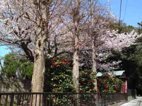 viewing sakura in Okunoin from the road