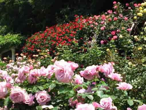 rose garden in Omachi