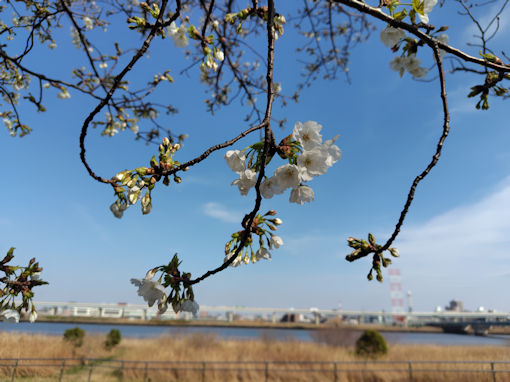 �ߘa�W�N�������{�������J�Ԃ����哇��