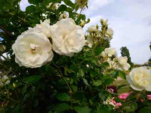 大洲防災公園に咲くバラの花