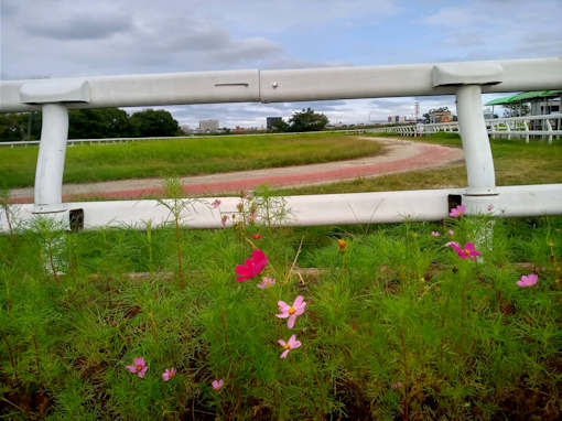 令和６年篠崎公園の咲き始めのキンモクセイ４