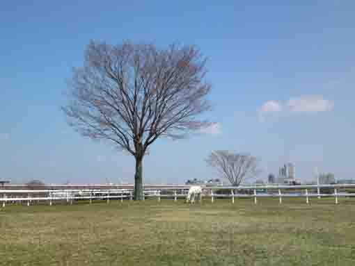 Pony Land in Shinozaki