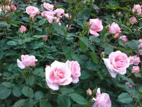 the rose named Princess Aiko