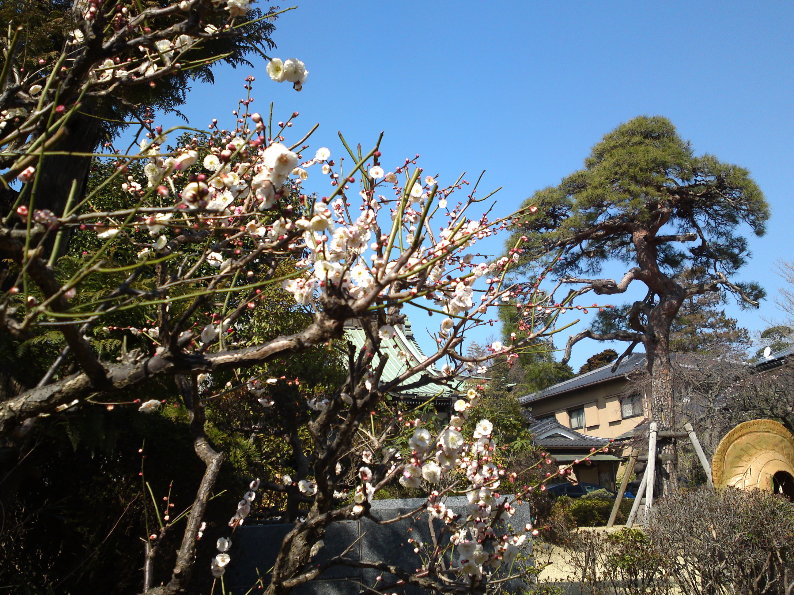 2019年曽谷山禮林寺に咲く梅の花１