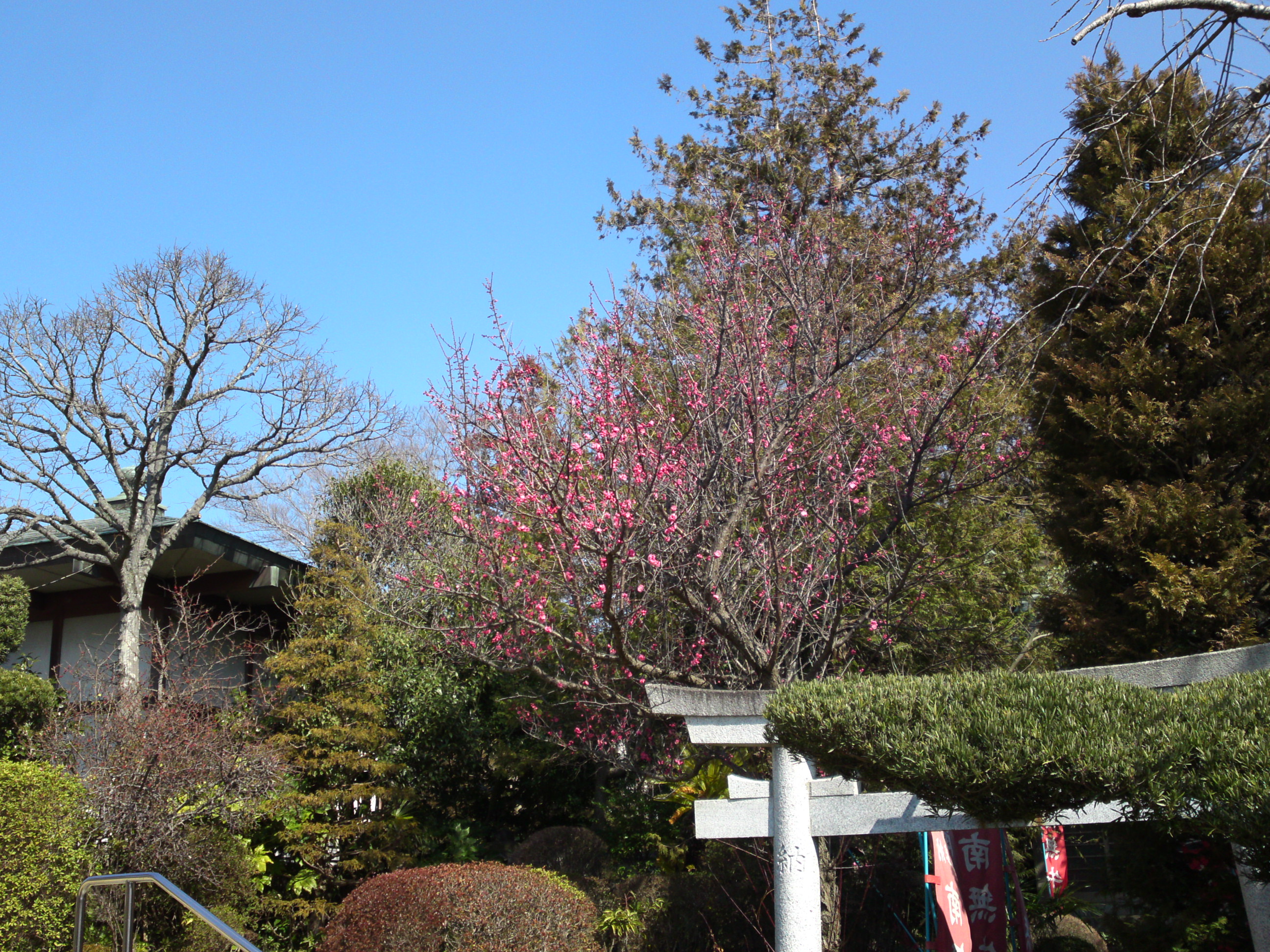2019年曽谷山禮林寺に咲く梅の花６