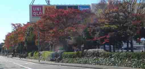 colored leaves along the street