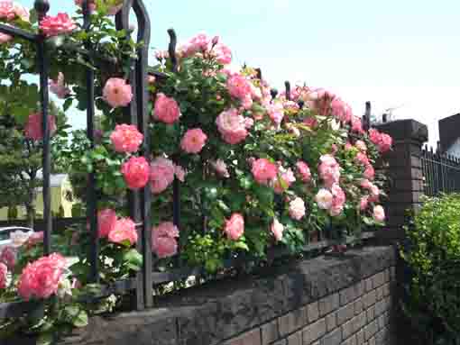 roses blooming on the fence of Kaii