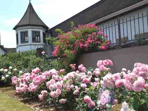 the Rose Ichikawa blooming in Kaii's Hall