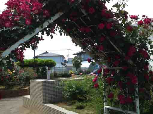 the view from the arch with red roses