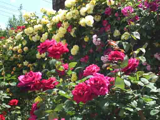roses in Shishibone Hana Koen Park