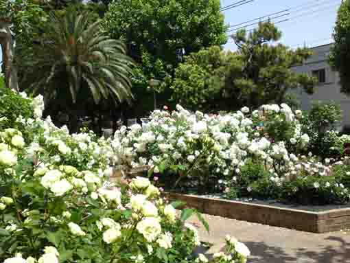 white roses in Ukita Higashi Park
