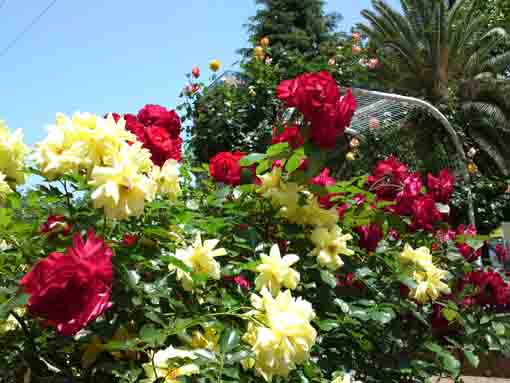 roses in Ukita Higashi Park