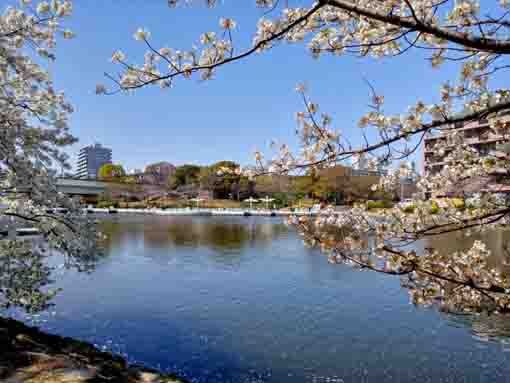 江戸川に咲く桜の花