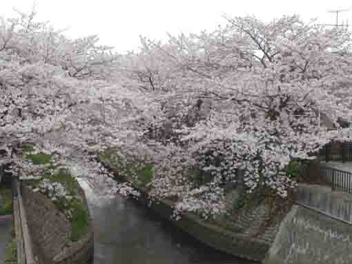 a overview of sakura lining along the river