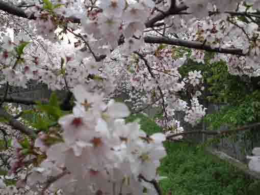 sakura blooming beside the bridge