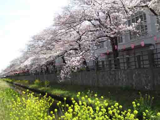 sakura blooming over rape blossoms