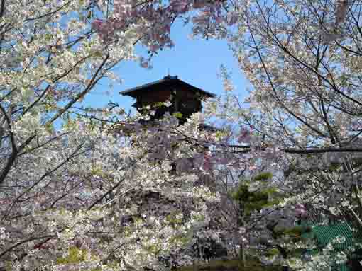 a fire lookout covered with cherry blossoms